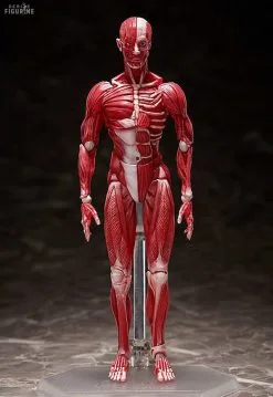 Original Character - Figurine Human Anatomical Model, Figma -Jeux Vidéo Soldes Magasin original character figurine human anatomical model figma 1