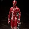 Original Character - Figurine Human Anatomical Model, Figma