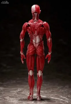 Original Character - Figurine Human Anatomical Model, Figma -Jeux Vidéo Soldes Magasin original character figurine human anatomical model figma 2