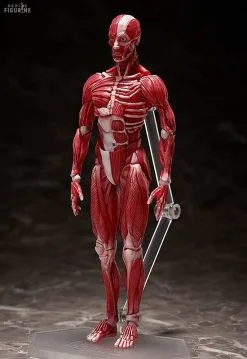 Original Character - Figurine Human Anatomical Model, Figma -Jeux Vidéo Soldes Magasin original character figurine human anatomical model figma 3