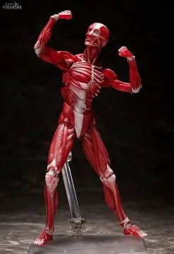 Original Character - Figurine Human Anatomical Model, Figma -Jeux Vidéo Soldes Magasin original character figurine human anatomical model figma 4