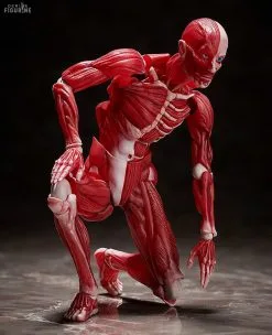Original Character - Figurine Human Anatomical Model, Figma -Jeux Vidéo Soldes Magasin original character figurine human anatomical model figma 5